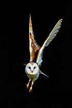 Barn owl (Tyto alba) flying out of barn, Cumbria, UK. Controlled conditions.