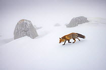 Red fox (Vulpes vulpes) walking among rock boulders partially covered in snow on a mountain top. Central Apennines, Abruzzo, Italy. February.