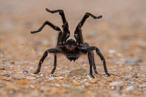 Texas brown tarantula (Aphonopelma hentzi) in defensive posture, Comanche National Grasslands, Colorado, USA.