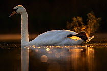 Mute swan (Cygnus olor) in early morning light. Valkenhorst nature reserve, Valkenswaard, The Netherlands. May.