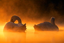 Mute swans (Cygnus olor) in early morning light. Valkenhorst nature reserve, Valkenswaard, The Netherlands. May.