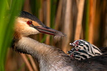 Great crested grebe (Podiceps cristatus) feeding feather to one of its chicks, Valkenhorst nature reserve, Valkenswaard, The Netherlands. August. Bird Photographer of the Year 2022 - Bird Behaviour ca...