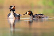 Great crested grebe (Podiceps cristatus) family, with chicks riding on the back of one parent. Valkenhorst nature reserve, Valkenswaard, The Netherlands. May.