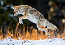Coyote (Canis latrans) pouncing, hunting technique in Yellowstone National Park, Wyoming, USA.
