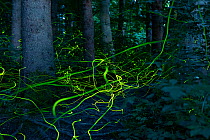 Firefly (Lamprohiza splendidula) light trails of males in forest at dusk, Bavaria, Germany. July.