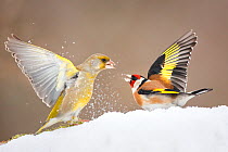 Greenfinch (Carduelis chloris) and Goldfinch (Carduelis carduelis) fighting in snow, Poland. February.