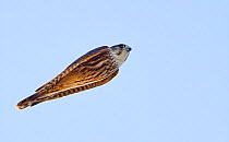 Juvenile Merlin (Falco columbarius) streamlined in flight, gliding with wings tucked in. Parainen, Uto, Finland. September.