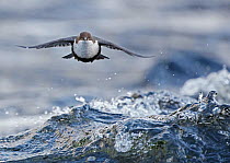 Dipper (Cinclus cinclus) flying low over river, Kuusamo, Finland February. Awarded 2nd place in the action category in the Swiss Vogelwarte photo competition 2021.