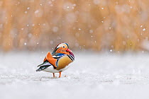 Mandarin duck (Aix galericulata) drake standing on frozen pond during snowstorm. Richmond Park, London, UK. January.