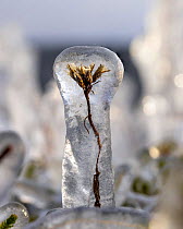 Plant encased in ice after a storm. Lake Tornetr�sk, North Sweden. October. Waves from a lake have splashed onto the shore, causing ice to build up on the plants and the trees.