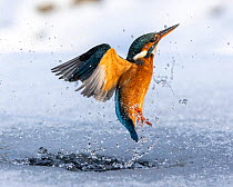 A female kingfisher (Alcedo atthis) fishing, flying out of an ice hole in winter. Leeds, Yorkshire, UK. January. Sequence.