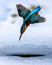 A female kingfisher (Alcedo atthis) fishing / diving into an ice hole in winter. Leeds, Yorkshire, UK. January. Sequence.