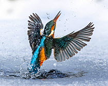 A female kingfisher (Alcedo atthis) fishing through an ice hole in winter. Leeds, Yorkshire, UK. January. Sequence.