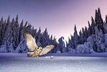 Northern Hawk-Owl (Surnia ulula) in winter forest in Krokskogen, Viken, Norway. NB: A dead mouse was used as bait in the making of this image.