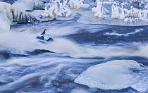 Dippers (Cinclus cinclus) on partially frozen river, Viken,Norway. Highly Commended in Birds Category of GDT photo competition 2021.