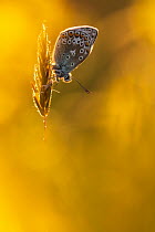 Common blue butterfly (Polyommatus icarus) resting on grasses, backlit in late evening light, Vealand Farm, Devon, UK. June.
