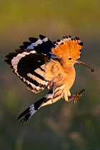 Eurasian Hoopoe (Upupa epops) in flight, prey in beak. Pusztaszer reserve, Hungary.