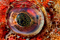 Close-up detail of the eye of a Red Irish lord fish (Hemilepidotus hemilepidotus) showing distinctive corneal chromatophores (pigment-containing structures). Browning Pass, Vancouver Island, British C...