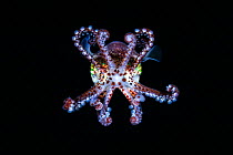 Mimika bobtail squid (Euprymna morsei), threat display,  Hokkaido, Japan, Pacific Ocean.
