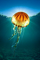 Compass jellyfish (Chrysaora hysoscella) with sunburst close to the surface, Cornwall, UK,.English Channel.