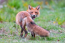 Red fox (Vulpes vulpes) turning to look back and barking, Acadia National Park, Maine, USA.