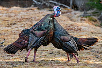 Wild turkey (Meleagris gallopavo) toms fighting chest to chest with beaks locked together, Acadia National Park, Maine, USA. March.