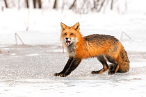 Red fox (Vulpes vulpes) barking on snowy frozen pond, Acadia National Park, Maine, USA. February.