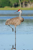 Sandhill crane (Grus canadensis) standing on one leg in river, Myakka River State Park, Florida, USA.