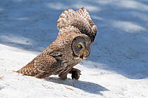 Great Grey Owl (Strix nebulosa) in the snow takes off with a Pocket gopher (Thomomys talpoides) in its talons, Yellowstone National Park, Wyoming, USA.