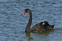 Black swan (Cygnus atratus) on water, Noirmoutier Island, Vendee, France, July.