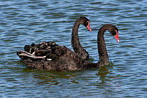 Two Black swans (Cygnus atratus) on water, Noirmoutier Island, Vendee, France, July.