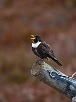Ring ouzel (Turdus torquatus) male, perched old fence in song, Cairngorms, Scotland, UK. May.