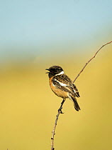 European stonechat (Saxicola rubicola) male perched on a twig in song, North Norfolk, UK. May.