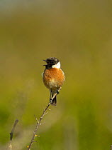 European stonechat (Saxicola rubicola), male perched on a twig in song, North Norfolk, UK. May.