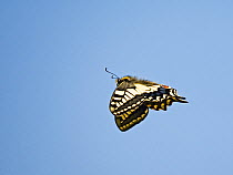 Swallowtail butterfly (Papilio machaon ssp. britannicus) in flight, Hickling Broad, Norfolk, UK. June.