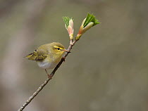 Wood warbler (Phylloscopus sibilatrix) perched on a twig, Pitlochry, Highlands, Scotland, UK. May.