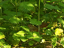 Nightingale (Luscinia megarhynchos) standing amongst nettles just prior to mating, in song, Kent, UK. April.