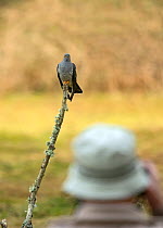 Man photographing Common cuckoo, (Cuculus canorus), individual known as Colin visiting Thursley Common for his sixth year, Surrey, UK. May.