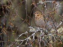 Tree pipit (Anthus trivialis) male in song, Glen Affric, Highlands, Scotland, UK. May.