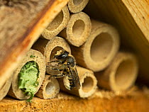 A Leaf cutter bee (Megachile ligniseca) nesting in an insect house, North Norfolk, UK