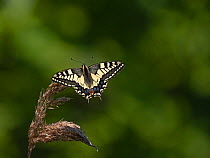 Swallowtail (Papilio machaon ssp. britannicus) Hickling Broad, Norfolk. June.