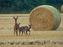 Roe deer (Capreolus capreolus) doe with fawns in stubble field after harvest, mid summer, North Norfolk, UK. July.
