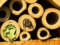 Leaf cutter bee (Megachile ligniseca) using insect house to nest in, North Norfolk, UK.