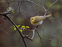 Wood warbler (Phylloscopus sibilatrix) perched on a branch, Pitlochry, Highlands, Scotland, UK. May.