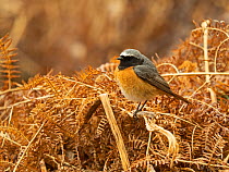 Male Common redstart (Phoenicurus phoenicurus) perched on dried fern fronds, Thursley Common, Surrey, UK. April.
