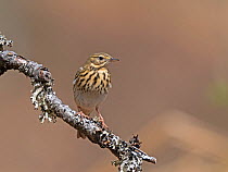 Male Tree pipit (Anthus trivialis) perched on a branch, Glen Affric, Highlands, Scotland, UK. May.