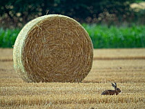 Brown hare (Lepus europaeus) in stubble field after harvest, mid summer, North Norfolk, UK. July.
