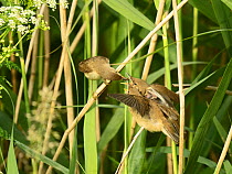 Reed warbler (Acrocephalus scirpaceus), adult feeding fledged chicks in reeds, North Norfolk, UK. June.