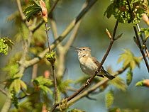 Garden warbler (Sylvia borin) in song, Kent, UK. April.