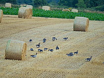 Greylag geese (Anser anser) flock feeding in stubble field, North Norfolk, UK. July.